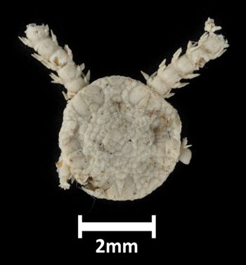 Media type: image;   Invertebrate Zoology OPH-1324 Description: Top down view of single ophiuroid specimen with a scale bar.;  Aspect: dorsal